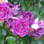 blog_import_5bf249bc6b8c5