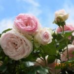 blog_import_5bf249c36dda9