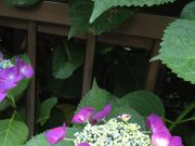 朝のスロジョグで出会う紫陽花たち。