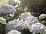 ♪朝のスロジョグ紫陽花コレクション♪