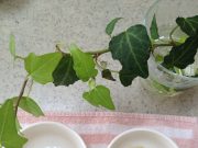 ♪自家製梅ジャム2種♪