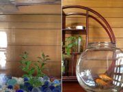 ♪すごい!金魚の卵が孵ったよ♪