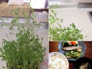 ♪お得な野菜!豆苗は二度収穫できる♪