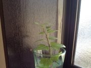 ♪トイレに飾った小さいグリーン♪