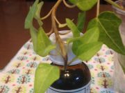 お肌の乾燥を改善してくれたオイル