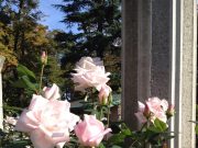 ♪サッシのレール掃除、私の基準は♪