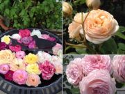 ♪バラ園でランチとお茶♪