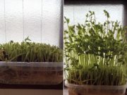 ♪水栽培で2倍になるお得な野菜♪