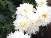 ♪今日からジブン手帳始動しました♪