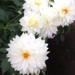 blog_import_5bf251162f41d