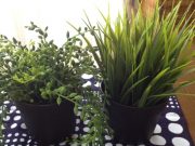 昨日IKEAで買ったニセ植物(^.^)