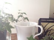 ずっとマグカップを探してた。