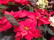 静かな自信を育てる~片づけるる子のメール相談室1月生募集