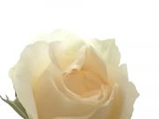 「捨てる」」と「手放す」の違いって何?