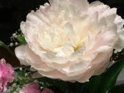 植物の力で時間をゆったりさせる