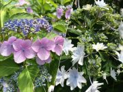 紫陽花コレクション計画♪