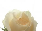 オシャレな部屋の写真の裏側(爆)