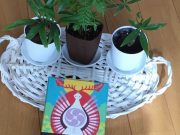 鋭いアドバイスをくれる「日本の神託カード」