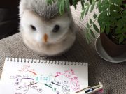 【マインドマップ】小学生の夕方のスケジュール