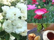 今週のメルマガお休みします