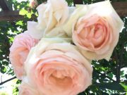 一年間の素敵活動を終えて♪