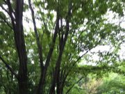 【子どもの習慣づくり】1回に1つずつ