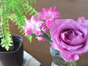 メルマガ「日々を彩るわたしプロジェクト」配信スタート