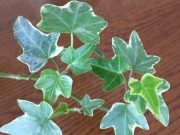 観葉植物との付き合い方♪