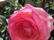 元気がない時はこんなことから始めよう