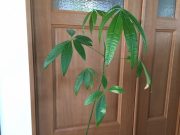 憂鬱な朝に、助けてくれる存在