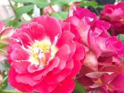 たくさんのバラでエネルギーチャージ♪