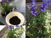 素敵活動で寄せ植えにチャレンジ&桜のぷち片づけ