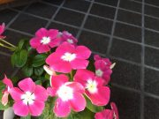 玄関掃除がきっかけで叶った長年の願い