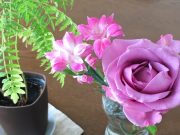 掃除嫌いな人のためのコツ その2