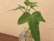 植物を枯らす女を脱却できた