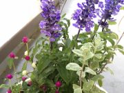 書いておくと叶うという力【ムーンプランナー】