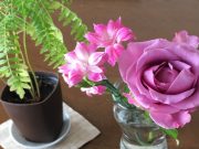 我が家にやって来る油断のならないお客