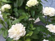 玄関掃除プロジェクトがいろいろと面白くて