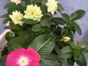 諦めちゃいけないと植物が教えてくれた