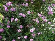 モーニングページが生活に欠かせない理由②