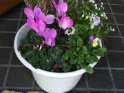 玄関掃除の輪が広がっています♪