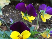 トイレ掃除の達成感をアップさせてくれるもの