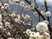 梅見に行って気づいた子育ての楽しみ方