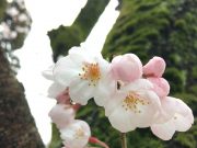 自分を救うためにお掃除しています