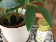 お掃除に香りを取り入れる楽しみ