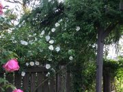 100日掃除って「種火」のようなもの