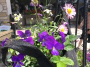 玄関掃除の習慣化があと一息だと思う理由