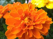 自分だけのお掃除物語~玄関掃除100日〜