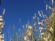 ゆる片づけを100コマ続けられる記録シート