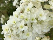 もう一度風船を飛ばしてみる